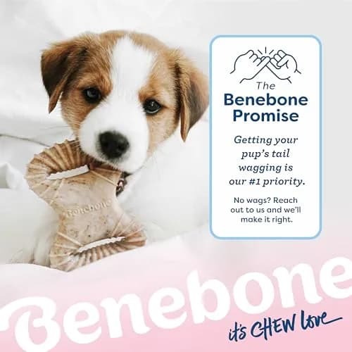 Benebone Puppy 2-Pack Dental Chew/Wishbone Dog Chew Toys, Real Bacon | Durable Nylon Chew for Puppies thumbnail 6
