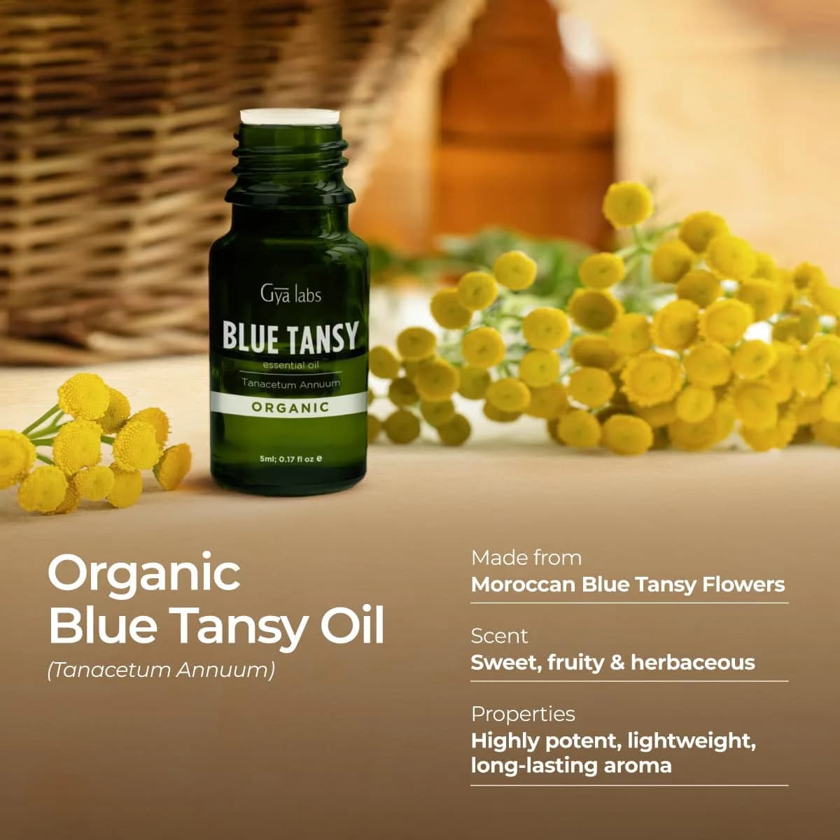 Gya Labs Blue Tansy Essential Oil (0.17 Fl Oz / 5 ml) | Pure Moroccan Oil for Skin, Diffuser & Candle Making thumbnail 3
