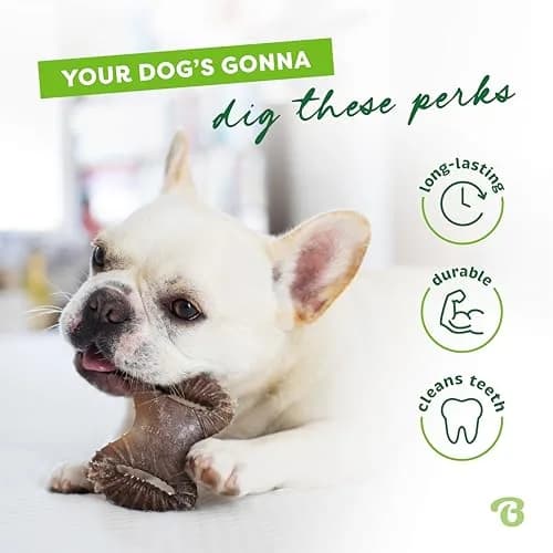 Benebone Tiny 2-Pack Dog Chew Toys, Real Bacon Flavor | Durable Nylon for Small Dogs thumbnail 3