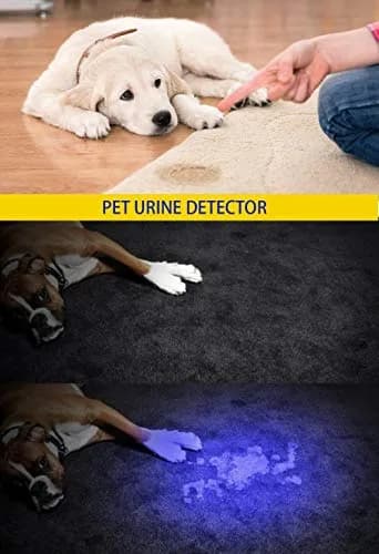 DARKBEAM UV 365nm & 395nm Dual Black Light Woods lamp Blacklight Flashlight | Detects Stains & Currency thumbnail 7