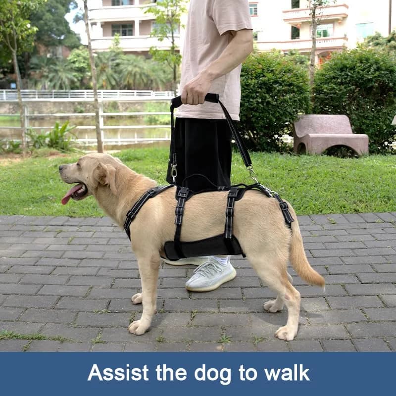 Coodeo Dog Lift Harness Full Body Support Sling for Old Dogs with Arthritis XL Blue | Dog Rehabilitation Vest for Stairs & Cars thumbnail 6