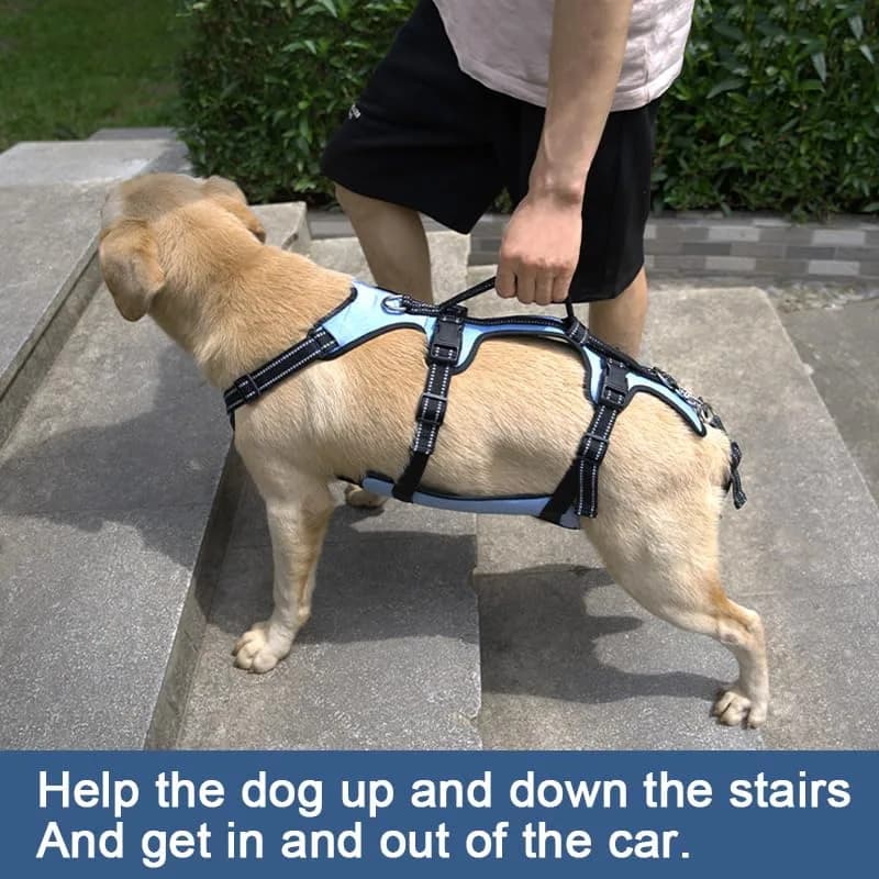 Coodeo Dog Lift Harness Full Body Support Sling for Large Dogs | Breathable Polyester Blend Blue L thumbnail 3