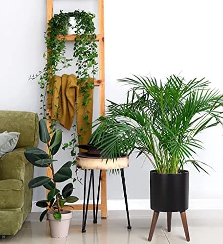 D'vine Dev 10 Inch Planter Pot with Wood Stand | Black, Mid-Century Modern, Indoor Garden thumbnail 5