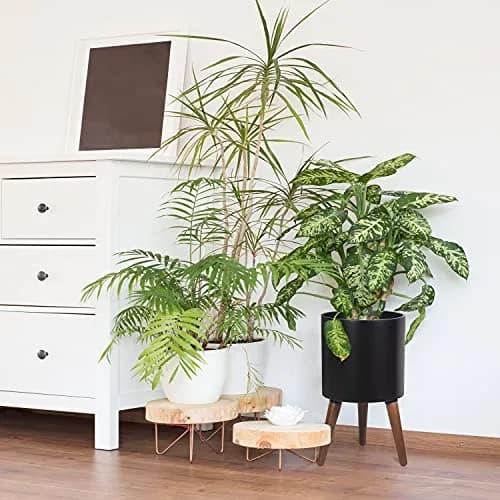 D'vine Dev 10 Inch Planter Pot with Wood Stand | Black, Mid-Century Modern, Indoor Garden thumbnail 2