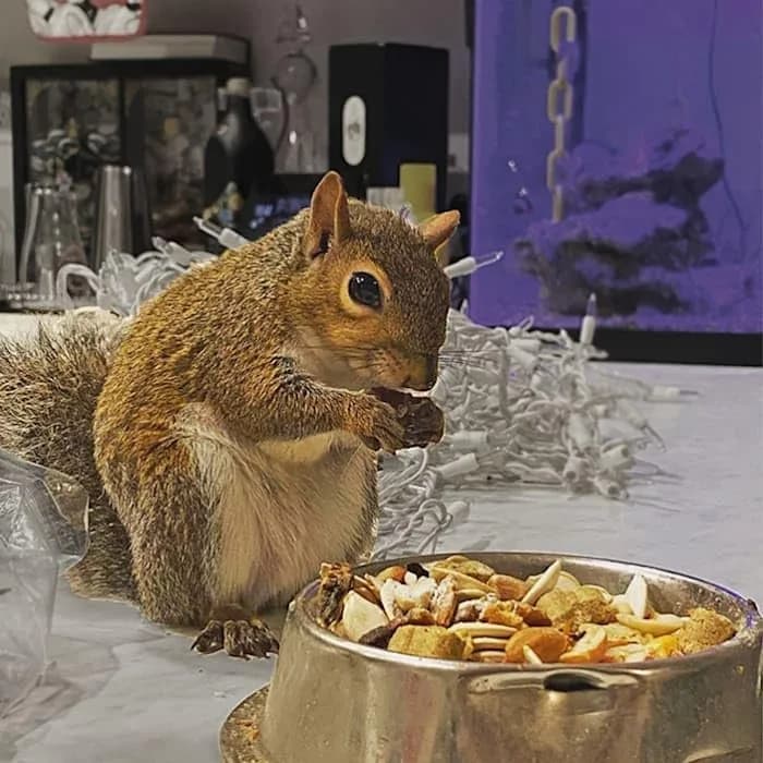 Exotic Nutrition Squirrel Complete Pet Food 1.75 lb (794 g) | Complete Natural Diet for Squirrels & Chipmunks thumbnail 12