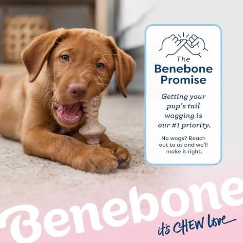 Benebone Puppy 2-Pack Maplestick/Zaggler Dog Chew Toys, Tiny | Durable Nylon Chew for Teething Pups thumbnail 6