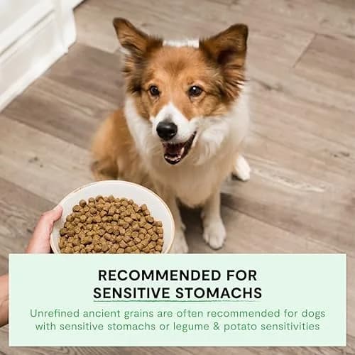 Open Farm Ancient Grains Dry Dog Food, Homestead Turkey Kibble, 1.81kg (4lb) | Heart-Healthy & Balanced Nutrition thumbnail 4