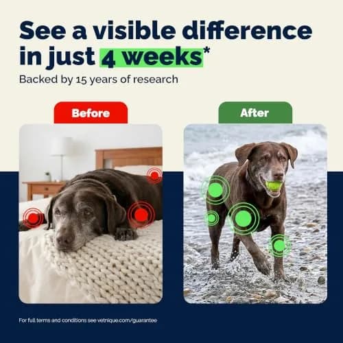 YuMOVE Senior Dog Joint Supplement Glucosamine & Green Lipped Mussel 120ct | Proven in 4 Weeks for Aging Dogs thumbnail 3