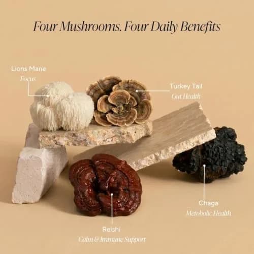 OM MUSHROOM SUPERFOOD Hot Chocolate Blend – Dutch Cocoa Mushroom Powder with Lion’s Mane, Reishi, Chaga & Turkey Tail – Focus, Calm & Stress Support – 2g Sugar, 25 Calories – Single Serve (10 Count) thumbnail 3