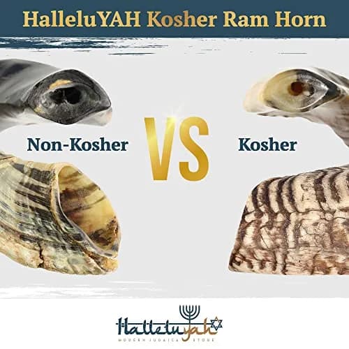 HalleluYAH Kosher Ram Horn Shofar 14"-16" (35.5-40.6 cm) | Authentic Biblical Sound thumbnail 6