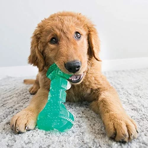 KONG Squeezz Dental Ball for Medium/Large Dogs | Flexible Teeth Cleaning Chew Toy thumbnail 2