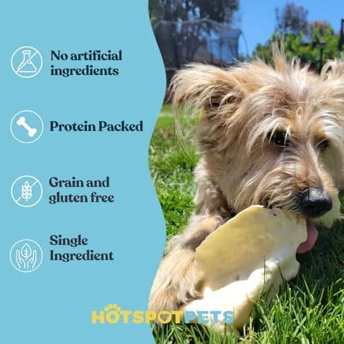 hotspot pets All-Natural Beef Cow Ears Dog Chews (10 Pack) Long-Lasting, Low Odor, Single Ingredient Treat for Healthy Teeth & Gums thumbnail 4