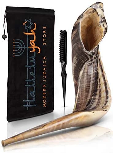 HalleluYAH Ram Horn Shofar 30-35 cm (12"-14") | Authentic Kosher Musical Instrument from Israel thumbnail 1