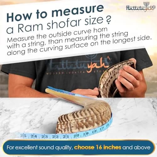 HalleluYAH Ram Horn Shofar 30-35 cm (12"-14") | Authentic Kosher Musical Instrument from Israel thumbnail 5