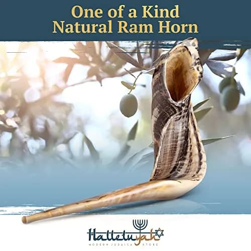 HalleluYAH Ram Horn Shofar 30-35 cm (12"-14") | Authentic Kosher Musical Instrument from Israel thumbnail 2