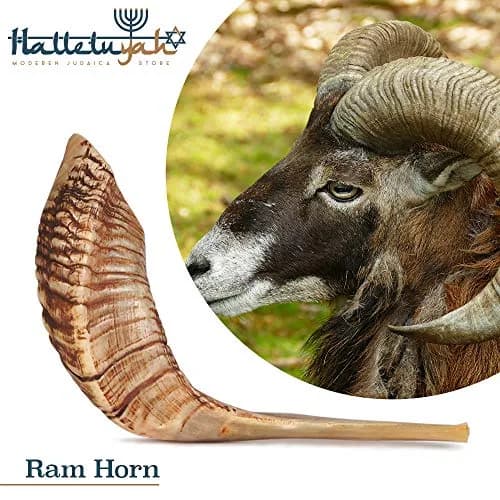 HalleluYAH Ram Shofar 18"-20" (45-50cm) | Authentic Kosher Odorless Ram Horn with Smooth Mouthpiece thumbnail 9