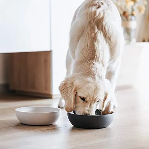 District 70 Bamboo Dog Bowl Medium Merengue 1000ml (33.8 Fl Oz) | Non-Slip Base for Dogs thumbnail 5