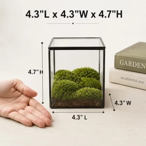 libproqia Small Square Glass Terrarium with Lid 10.9cm (4.3 Inch) | Mini Fairy Garden Display Case thumbnail 2