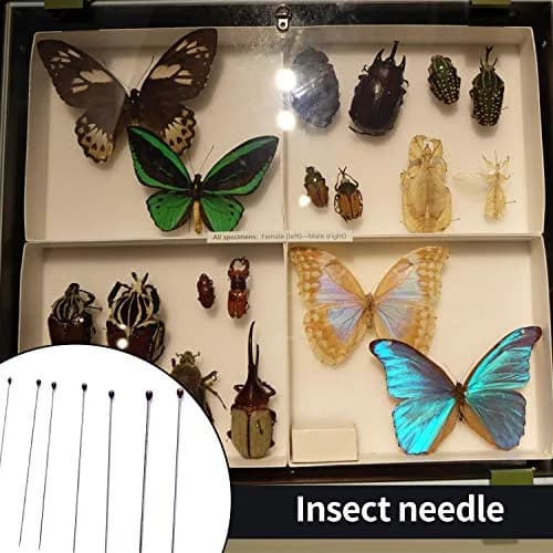 Fpxnb Stainless Steel Insect Pins 350 Pcs (40mm Length, 0.27-0.71mm Diameter) | Entomology Specimen Needles thumbnail 4