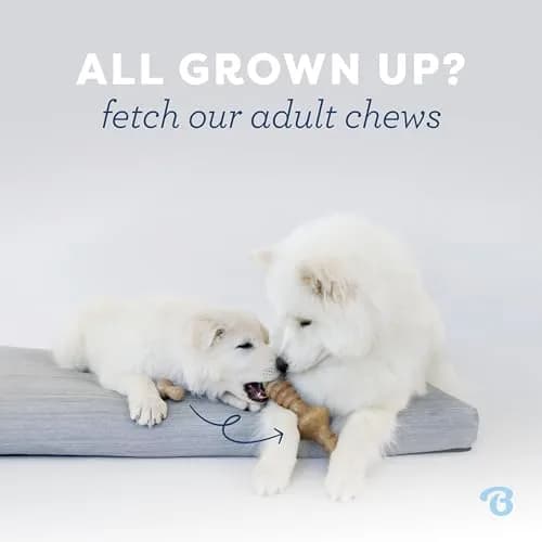 Benebone Puppy Wishbone Dog Chew Toy with Real Bacon Flavor, Medium | Durable Nylon Chew for Gentle Chewers thumbnail 5