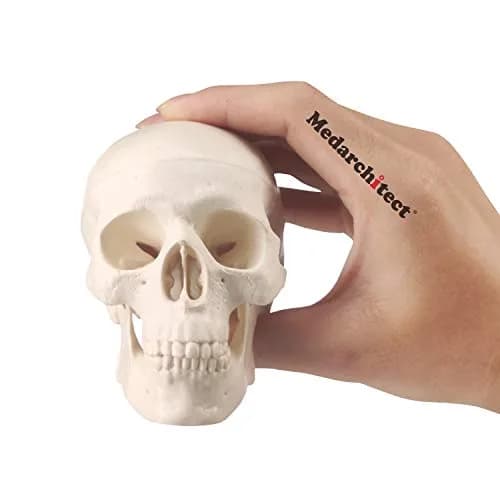 Medarchitect Mini Human Skull Anatomy Model, Mini Skull | Realistic Bone Texture & Disassemblable thumbnail 1