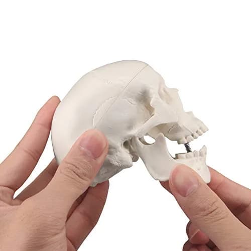 Medarchitect Mini Human Skull Anatomy Model, Mini Skull | Realistic Bone Texture & Disassemblable thumbnail 4