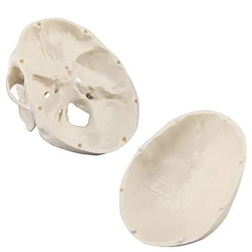 Medarchitect Mini Human Skull Anatomy Model, Mini Skull | Realistic Bone Texture & Disassemblable thumbnail 3