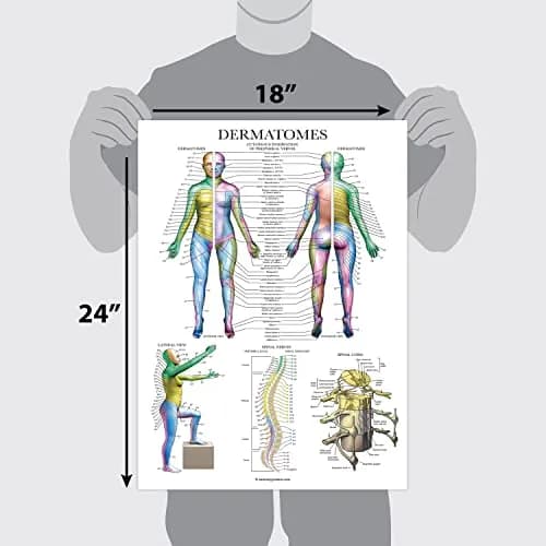 Palace Learning Dermatomes & Nervous System Anatomical Chart - Laminated 18" x 24" | Tear Resistant Anatomy Poster thumbnail 2