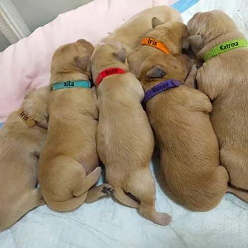 FEBSNOW Puppy Whelping Collars 30 Pcs - 15 Colors | Soft Newborn Pet ID Bands for Dogs & Kittens thumbnail 7