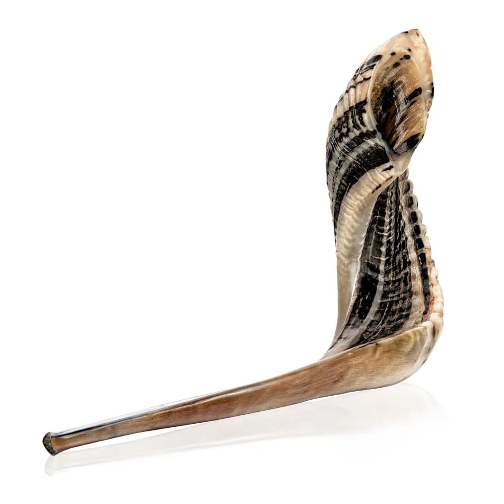 Holy Voice Ram Shofar Horn 30-35cm (12"-14") | Authentic Jewish Musical Instrument