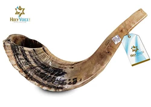 Holy Voice Ram Shofar Horn 30-35cm (12"-14") | Authentic Jewish Musical Instrument thumbnail 2