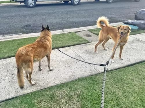 Mycicy Heavy Duty Double Dog Leash Coupler for Two Large Dogs | Tangle-Free 33" Extension thumbnail 4