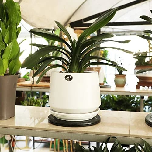 ZELARMAN 8" (20.32 cm) Heavy Duty Rotating Garden Swivel Stand | Smooth 360° Rotation for Bonsai Trimming & Display thumbnail 4