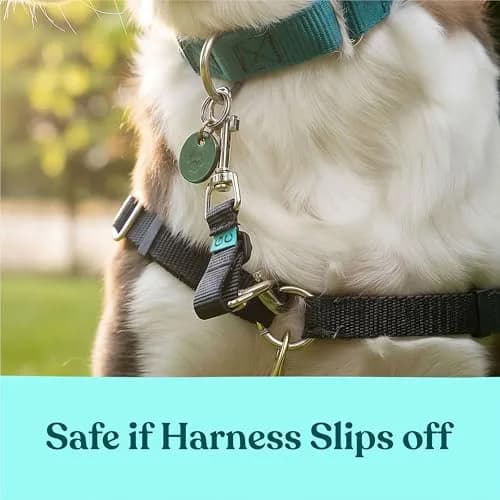 Gentle Creatures Collar Companion Adjustable Dog Safety Backup Clip | Secure, Durable & Adjustable (7-8 inches) thumbnail 4