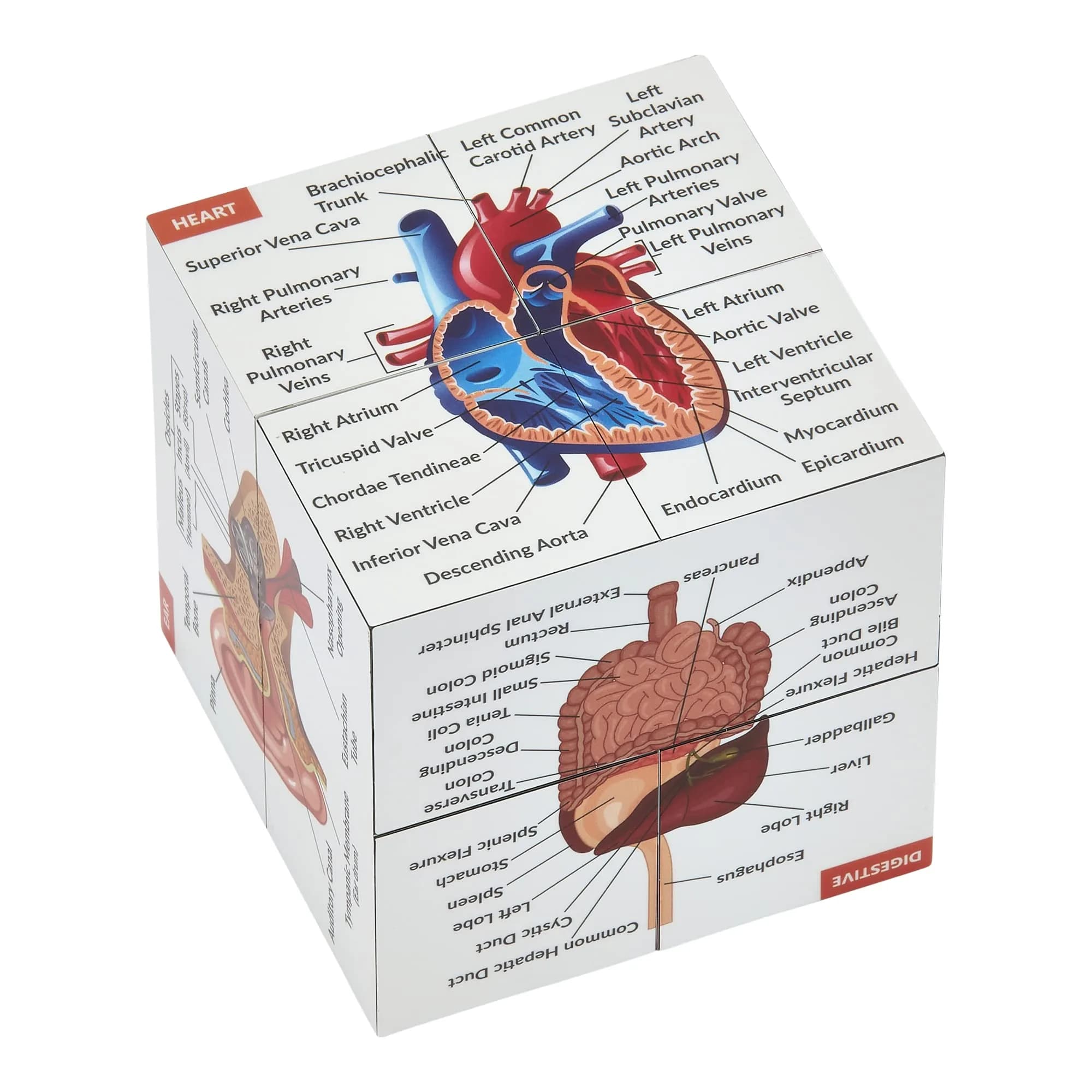 Kits of Medicine Human Anatomy Study Cube | 7cm Cube with 9 Body Parts | Revision Guide for Medical Students