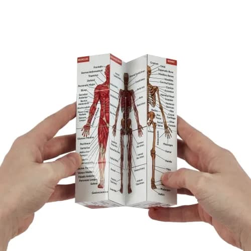 Kits of Medicine Human Anatomy Study Cube | 7cm Cube with 9 Body Parts | Revision Guide for Medical Students thumbnail 5