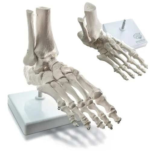 EVOTECH SCIENTIFIC Human Foot and Ankle Model | Life Size Medical Skeleton for Study & Demonstration thumbnail 1