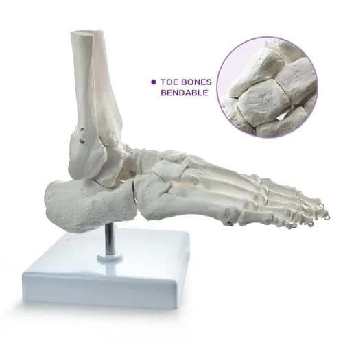 EVOTECH SCIENTIFIC Human Foot and Ankle Model | Life Size Medical Skeleton for Study & Demonstration thumbnail 8