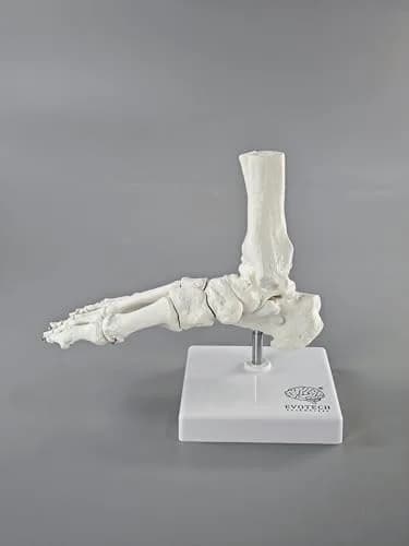 EVOTECH SCIENTIFIC Human Foot and Ankle Model | Life Size Medical Skeleton for Study & Demonstration thumbnail 9