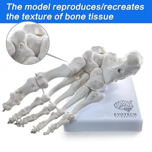 EVOTECH SCIENTIFIC Human Foot and Ankle Model | Life Size Medical Skeleton for Study & Demonstration thumbnail 3