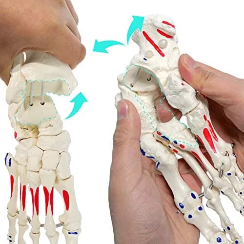 EVOTECH SCIENTIFIC Life Size Human Foot and Ankle Model with Muscle Origin & Insertions Painted | Anatomical Study Tool thumbnail 4