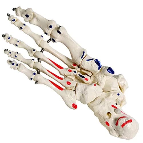 EVOTECH SCIENTIFIC Life Size Human Foot and Ankle Model with Muscle Origin & Insertions Painted | Anatomical Study Tool thumbnail 3