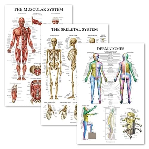 Palace Learning 3 Pack - Muscle + Skeleton + Dermatomes Anatomy Posters - Laminated - 18" x 24" | Anatomical Charts for Education thumbnail 1