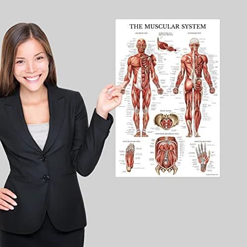 Palace Learning 3 Pack - Muscle + Skeleton + Dermatomes Anatomy Posters - Laminated - 18" x 24" | Anatomical Charts for Education thumbnail 5