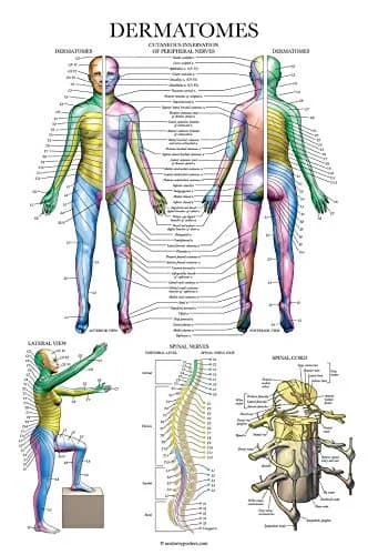 Palace Learning 3 Pack - Muscle + Skeleton + Dermatomes Anatomy Posters - Laminated - 18" x 24" | Anatomical Charts for Education thumbnail 7