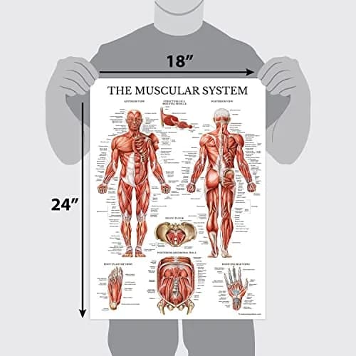 Palace Learning 3 Pack - Muscle + Skeleton + Dermatomes Anatomy Posters - Laminated - 18" x 24" | Anatomical Charts for Education thumbnail 2