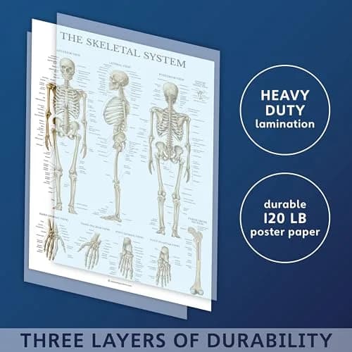 Palace Learning 3 Pack - Muscle + Skeleton + Dermatomes Anatomy Posters - Laminated - 18" x 24" | Anatomical Charts for Education thumbnail 3