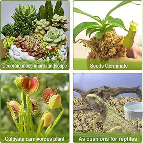 Legigo 4 QT Natural Sphagnum Moss Potting Mix | Moisture-Retentive for Orchids & Carnivorous Plants thumbnail 5