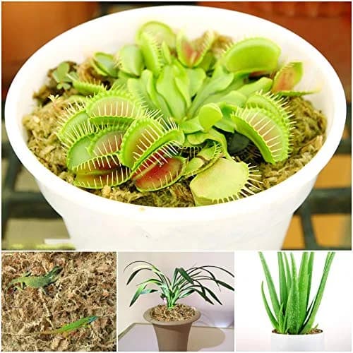 Legigo 4 QT Natural Sphagnum Moss Potting Mix | Moisture-Retentive for Orchids & Carnivorous Plants thumbnail 7