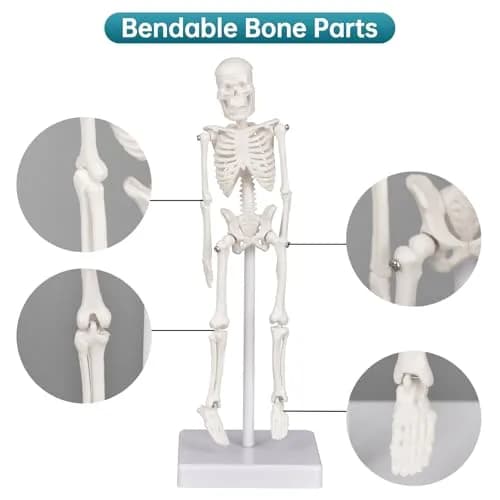 Ultrassist Human Skeleton Model, 7.8" Anatomy Skeleton Figure, Movable Joints, Teaching & Decor thumbnail 4
